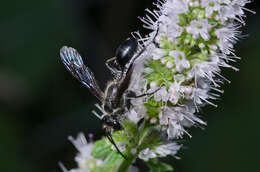 صورة Isodontia mexicana (de Saussure 1867)