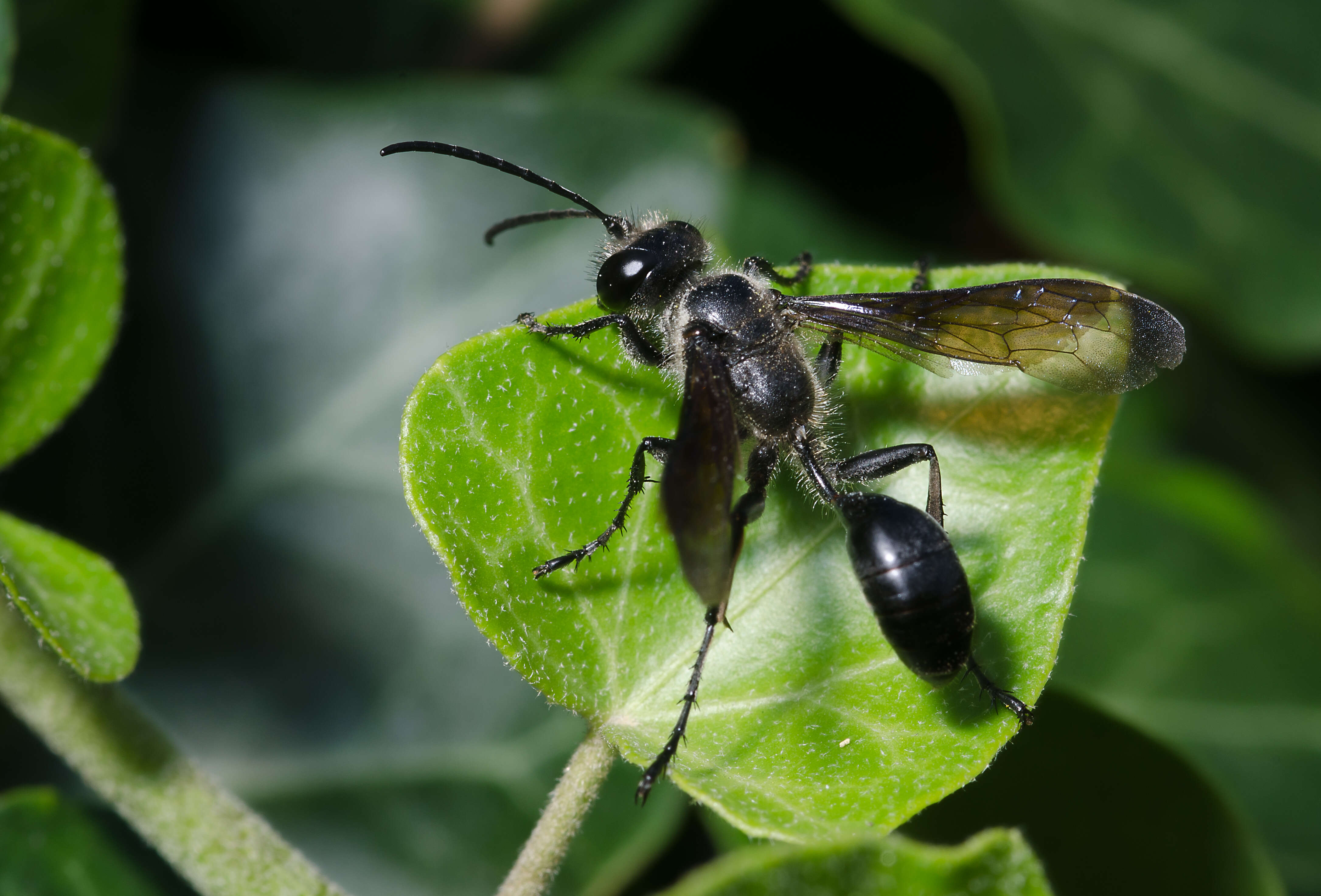 Image of Mud dauber