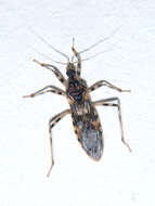 Image of Reduvius annulatus Stål 1855