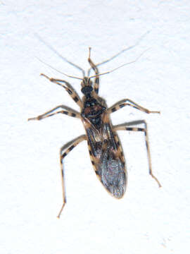 Image of Reduvius annulatus Stål 1855