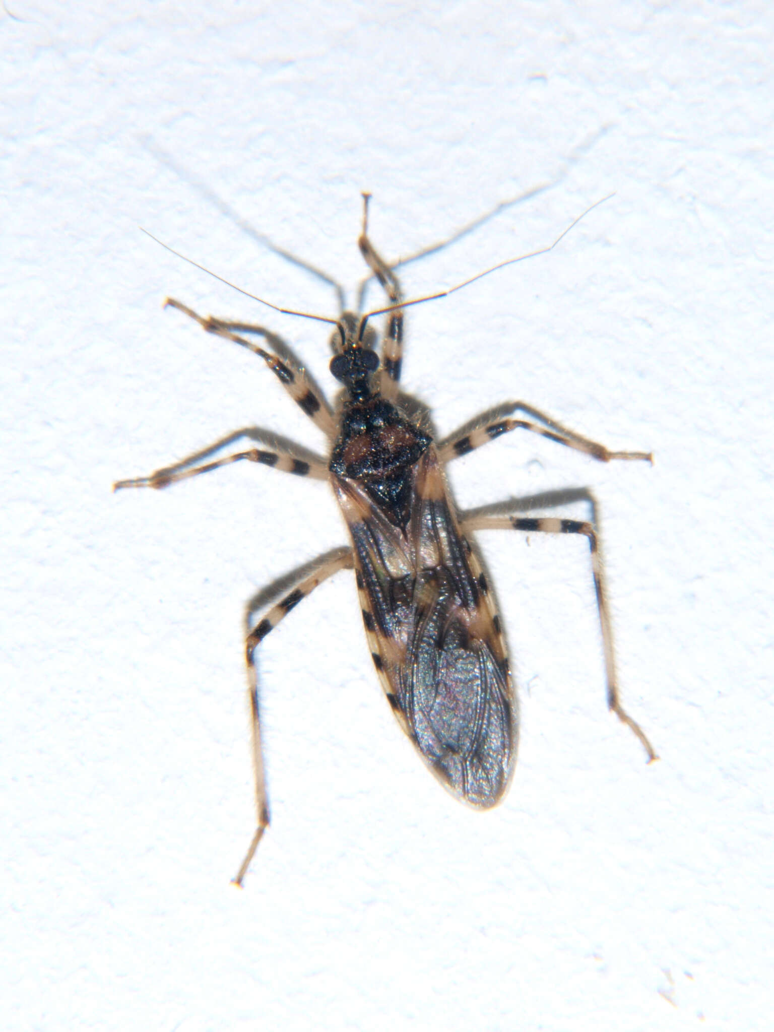Image of Reduvius annulatus Stål 1855