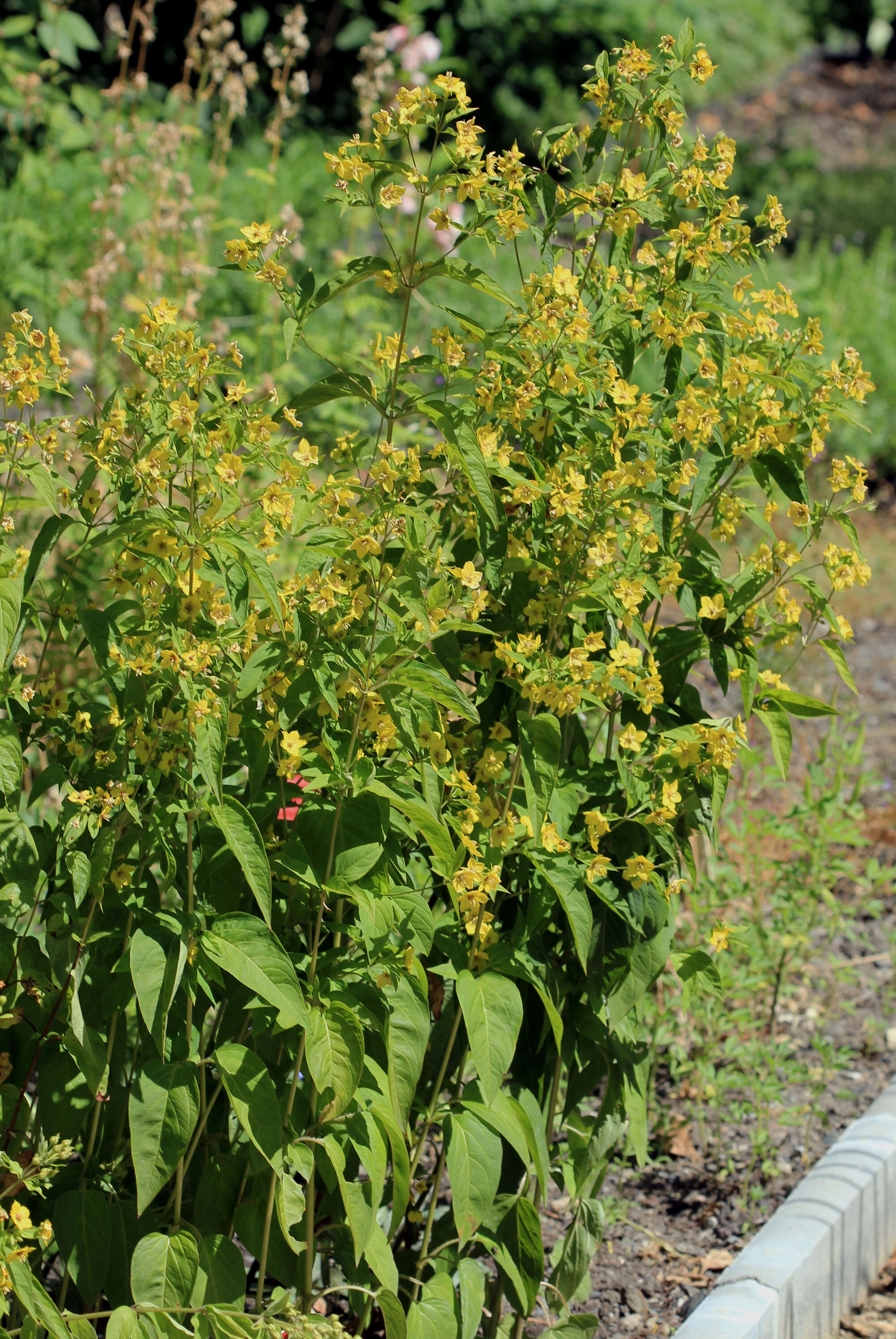 Image of fringed loosestrife