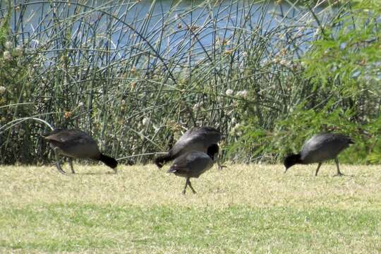 Image of Fulica americana americana Gmelin & JF 1789