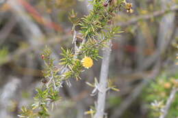 Sivun Trigonopterum laricifolium (Hook. fil.) W. L. Wagner & H. Rob. kuva