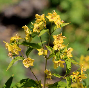 Image of yellow loosestrife