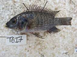 Imagem de Oreochromis leucostictus (Trewavas 1933)