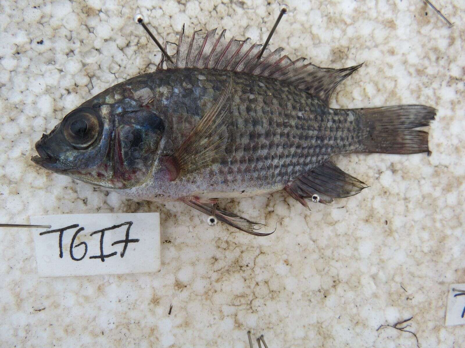 Image de Oreochromis leucostictus (Trewavas 1933)