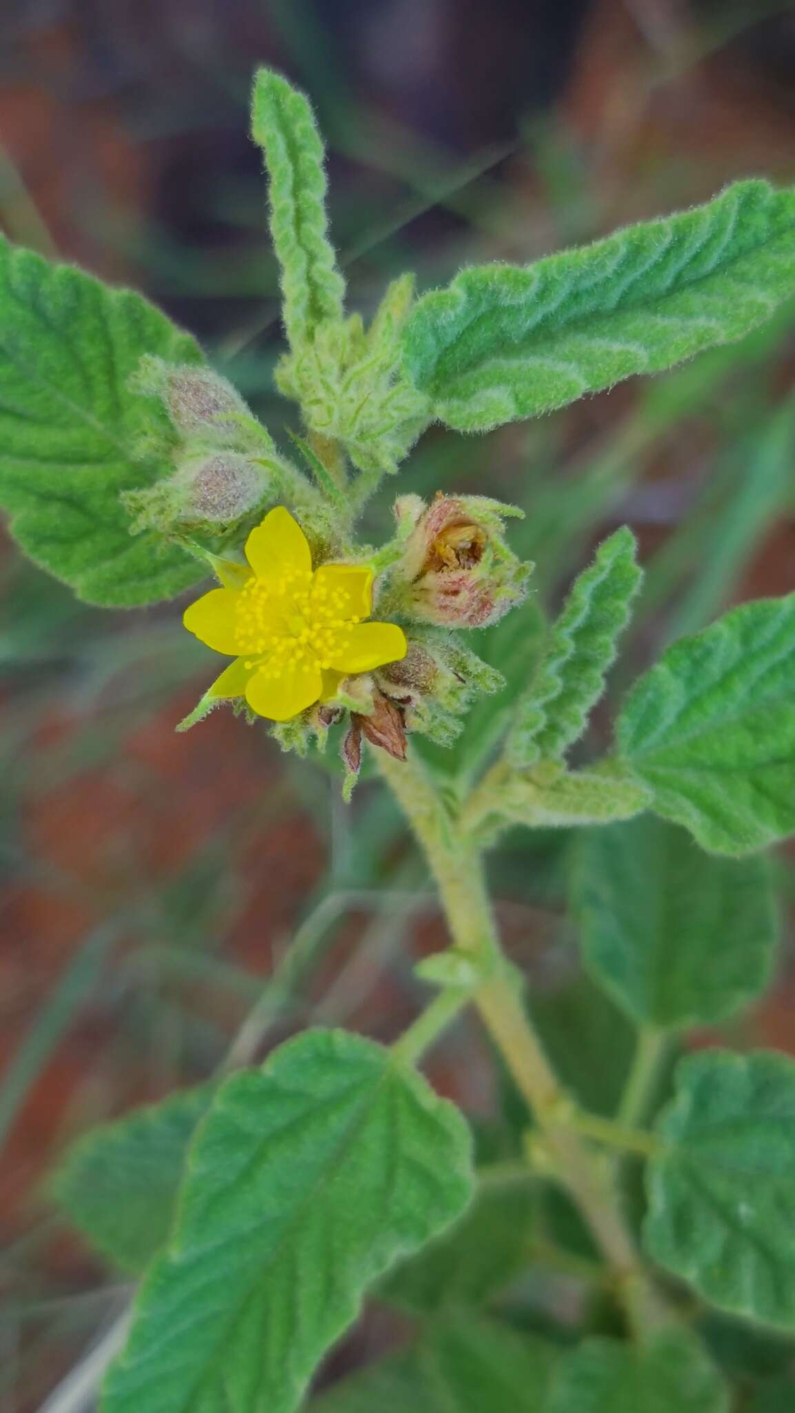 Image of Corchorus kirkii N. E. Br.