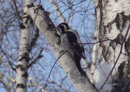 Image of Eurasian Three-toed Woodpecker