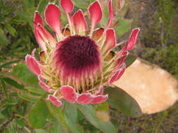 Image of Broad-leaved protea