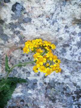 Image de Senecio variifolius DC.