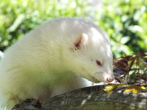 Image of domestic ferret