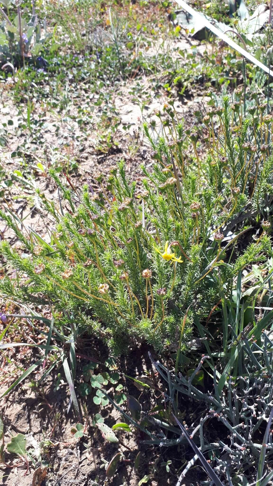 Euryops virgatus B. Nordenst. resmi