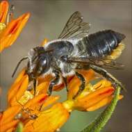 Image of Flat-tailed Leaf-cutter Bee