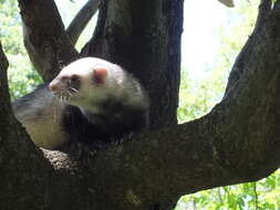 Image of domestic ferret