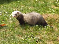 Image of western polecat, polecat