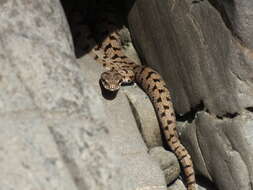 Image of Adder