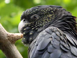 Image of Red-tailed Black-Cockatoo