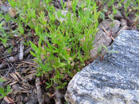 Image of twinleaf bedstraw