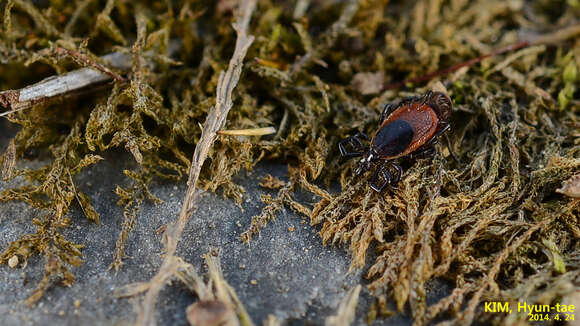 Ixodes nipponensis Kitaoka & Saito 1967的圖片