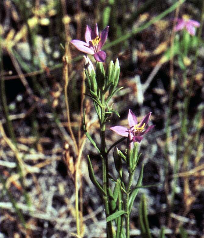 Image de Zeltnera calycosa (Buckley) G. Mansion