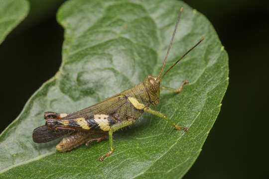 Apalacris varicornis Walker & F. 1870的圖片