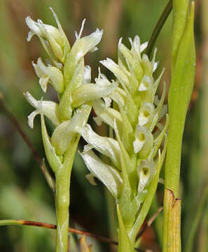 Image of hooded lady's tresses