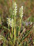 Image of hooded lady's tresses