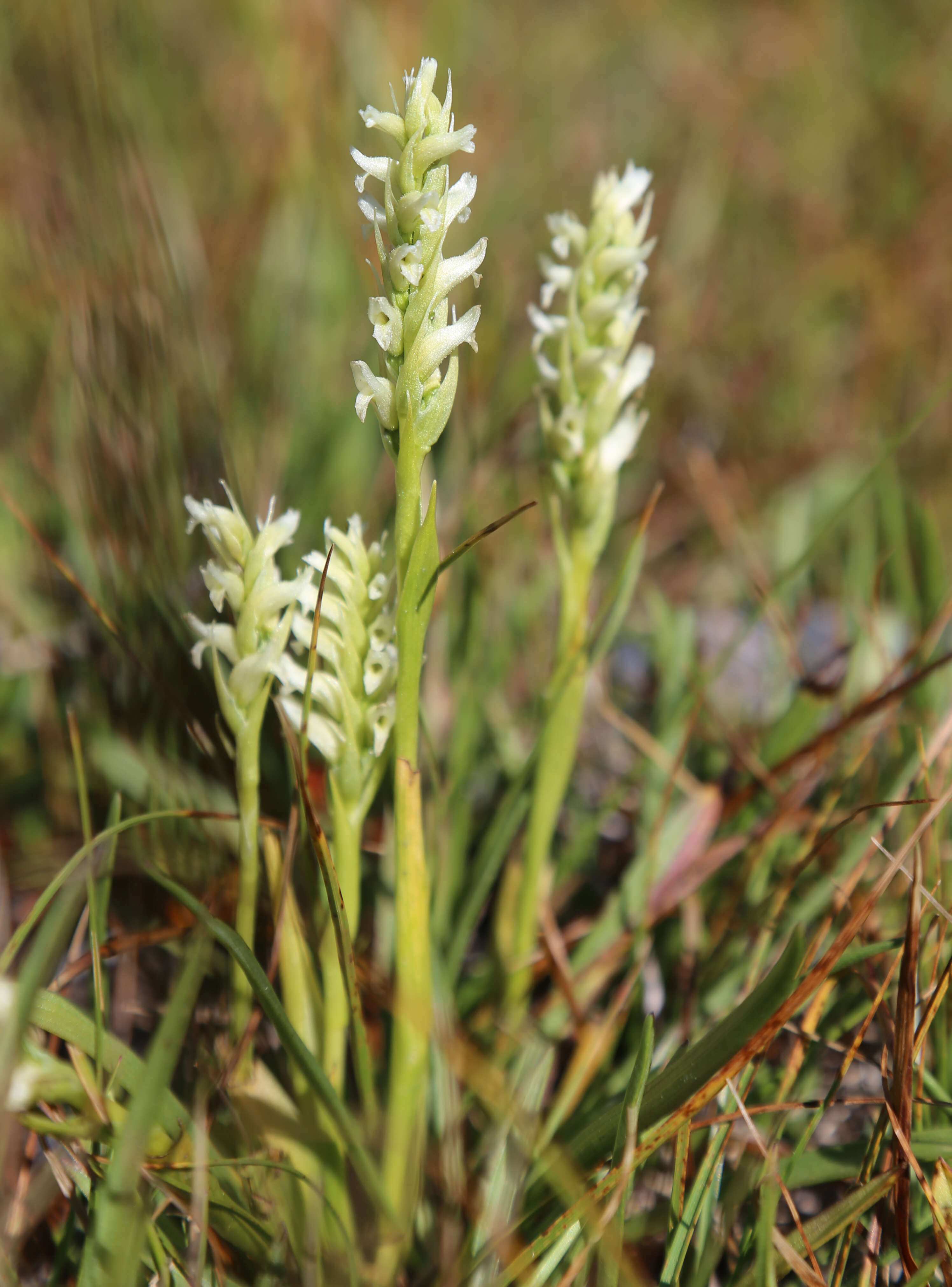 Image of hooded lady's tresses