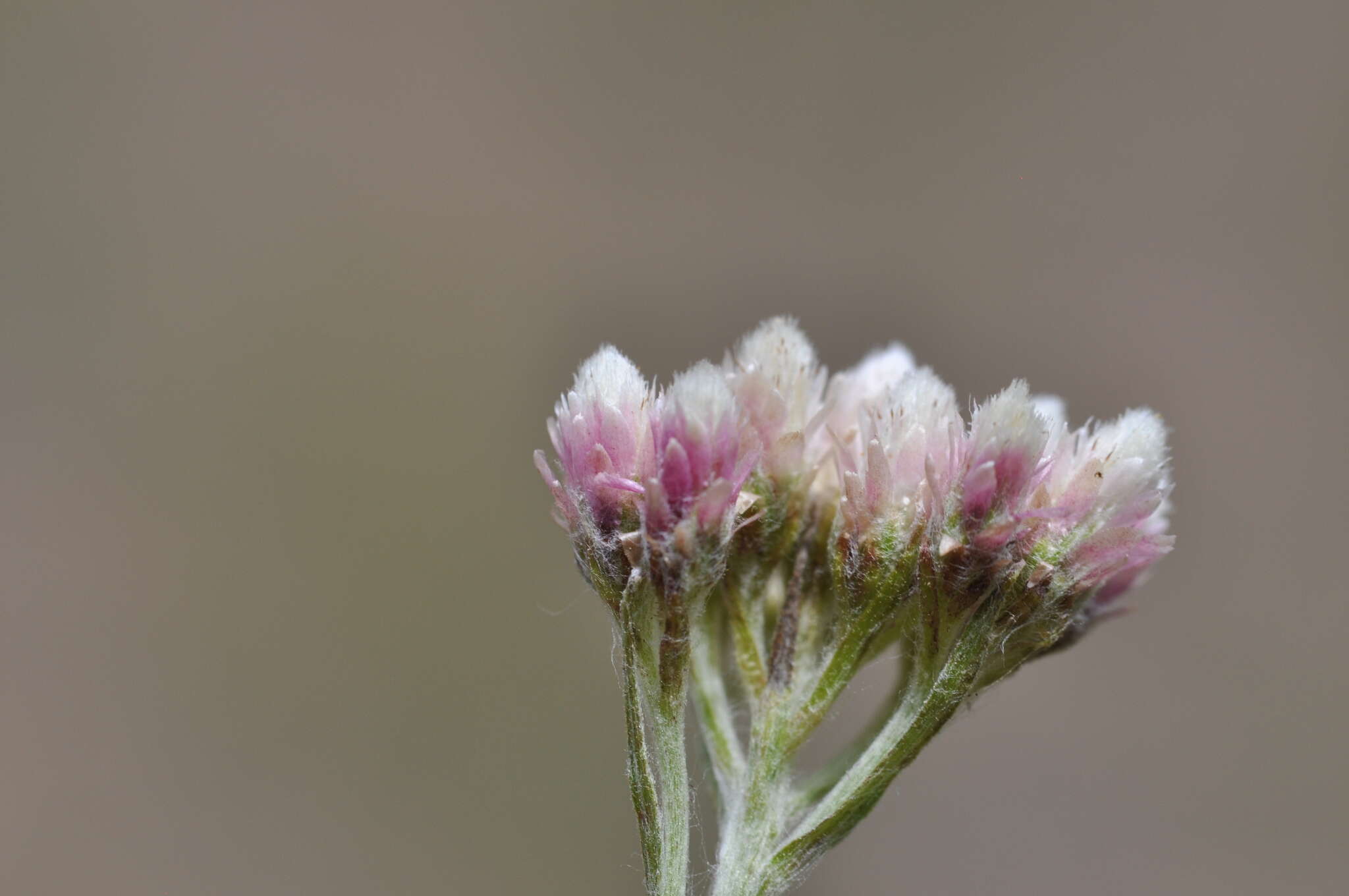 Imagem de Antennaria rosea subsp. pulvinata (Greene) R. J. Bayer