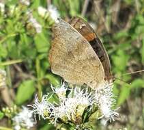 Image of Junonia nigrosuffusa Barnes & McDunnough 1916