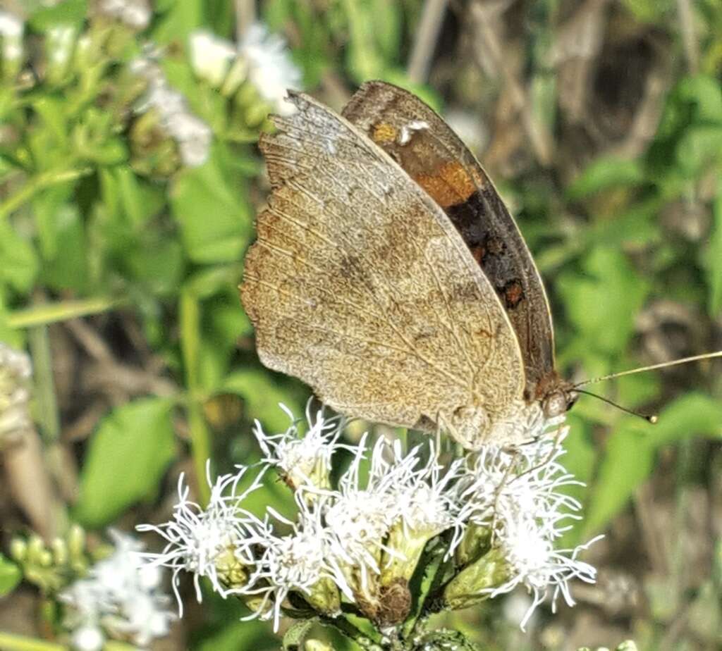 Image of Junonia nigrosuffusa Barnes & McDunnough 1916