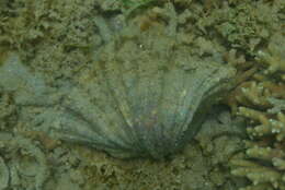 Image of China Clam