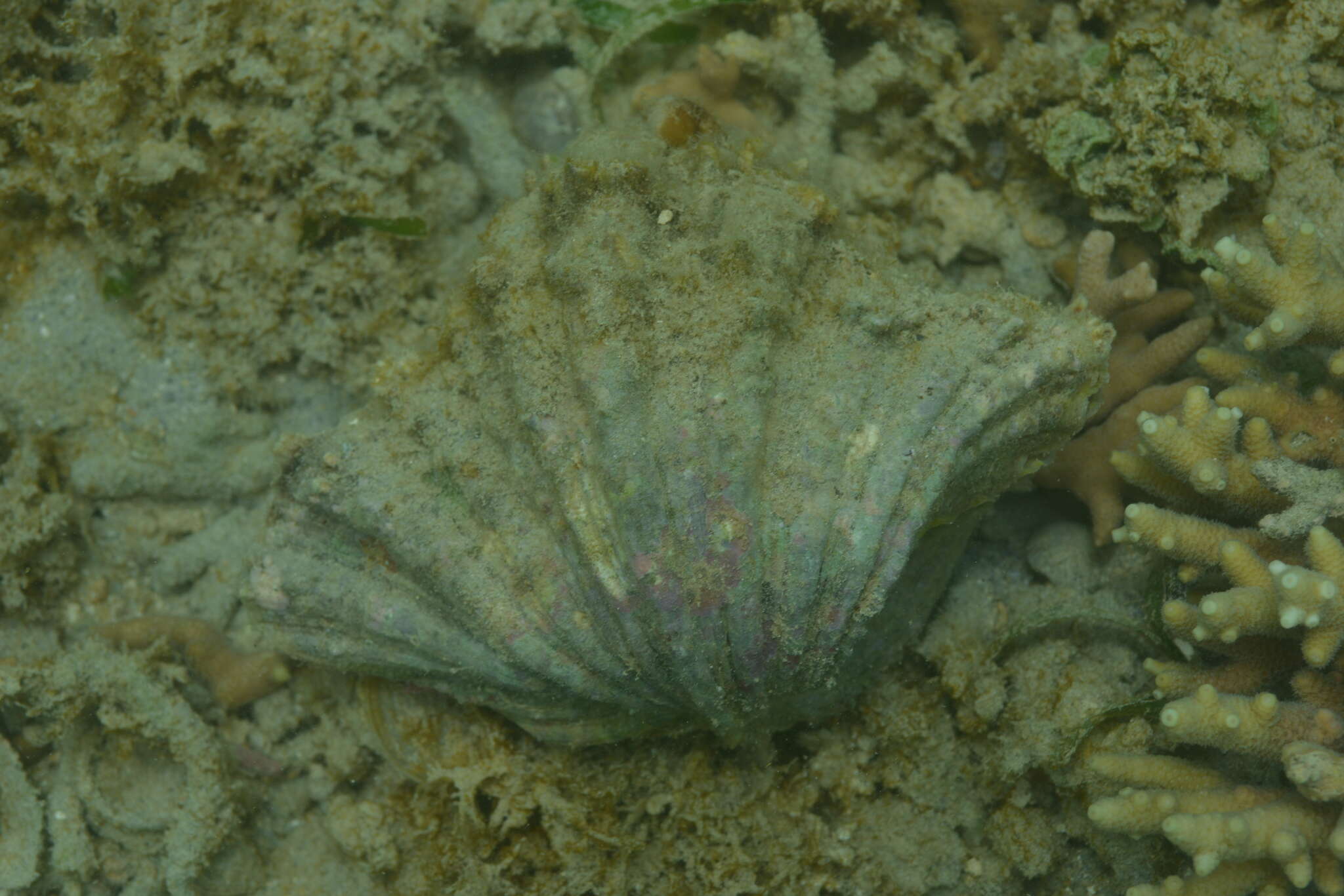 Image of China Clam