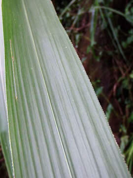 Imagem de Miscanthus floridulus (Labill.) Warb. ex K. Schum. & Lauterb.