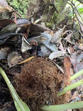 Imagem de Elaphoglossum aemulum (Kaulf.) Brack.