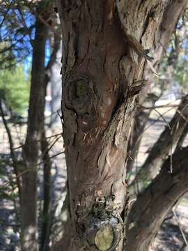 Imagem de <i>Cephalotaxus harringtonia</i>