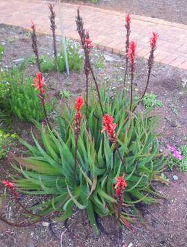 Image of Fynbos aloe