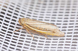 Image of Silver leafhopper