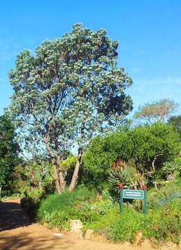 Image of Silver tree