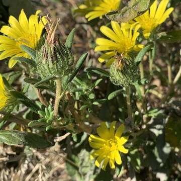 Image de Hirpicium gazanioides (Harv.) Roessler