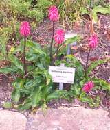 Sivun Veltheimia bracteata Harv. ex Baker kuva