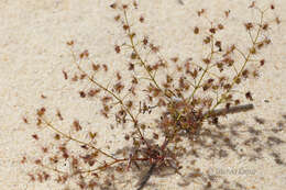 صورة Drosera stolonifera subsp. humilis (Planch.) N. Marchant