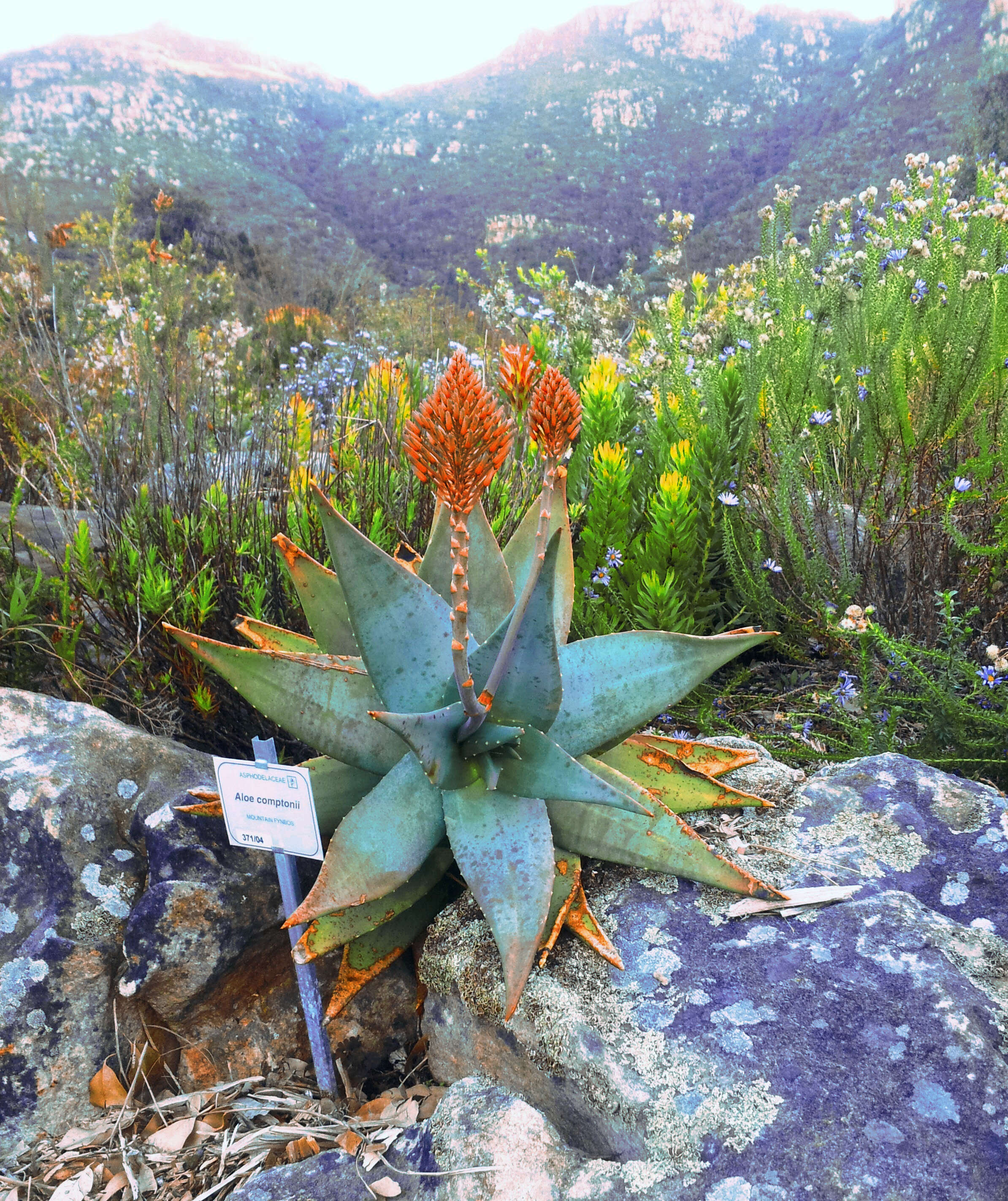 Слика од Aloe perfoliata L.