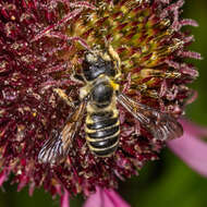 صورة Megachile pugnata Say 1837