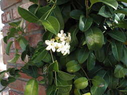 Image of Stephanotis