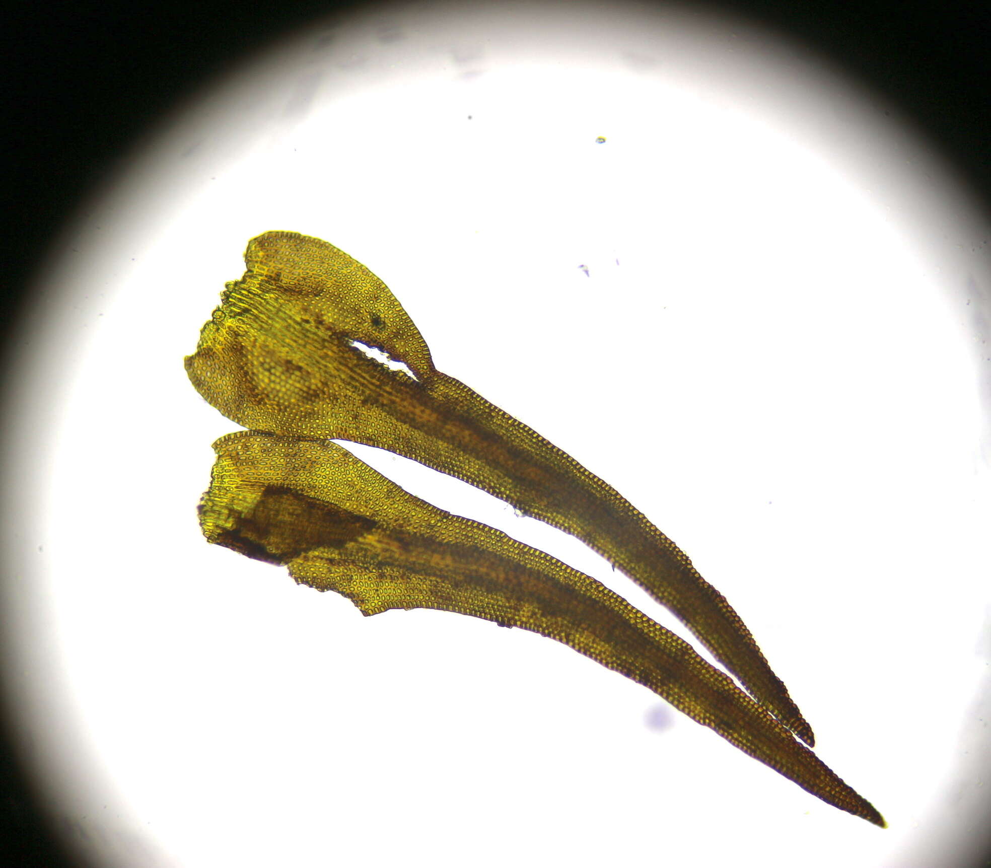 Image of Roth's andreaea moss