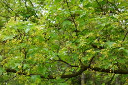 Image of Shandong Maple