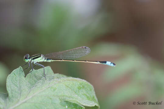 Image of Rambur's Forktail