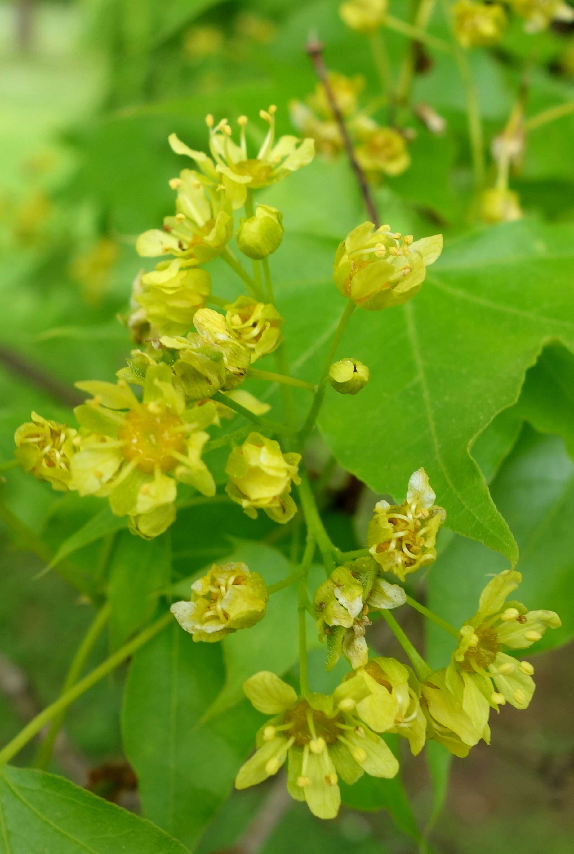 Image of Shandong Maple